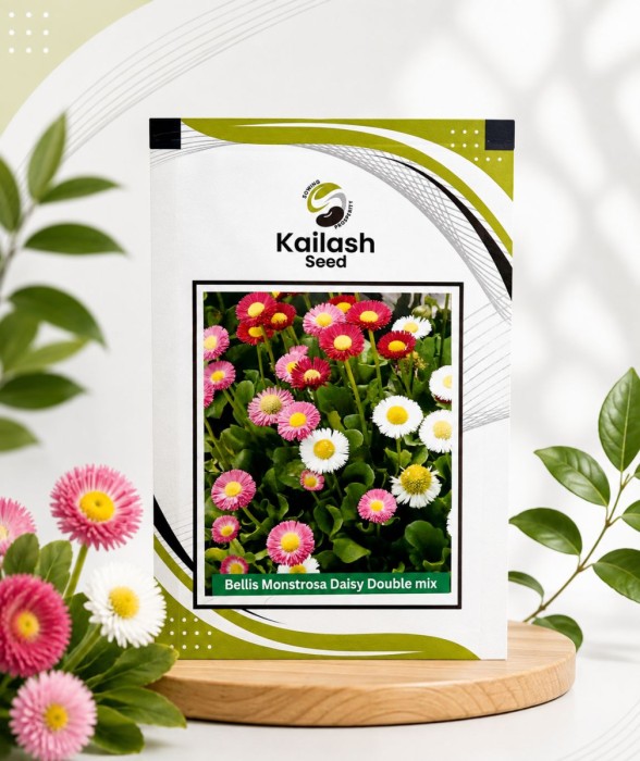 Daisy Bellis Monstrosa Double Mix